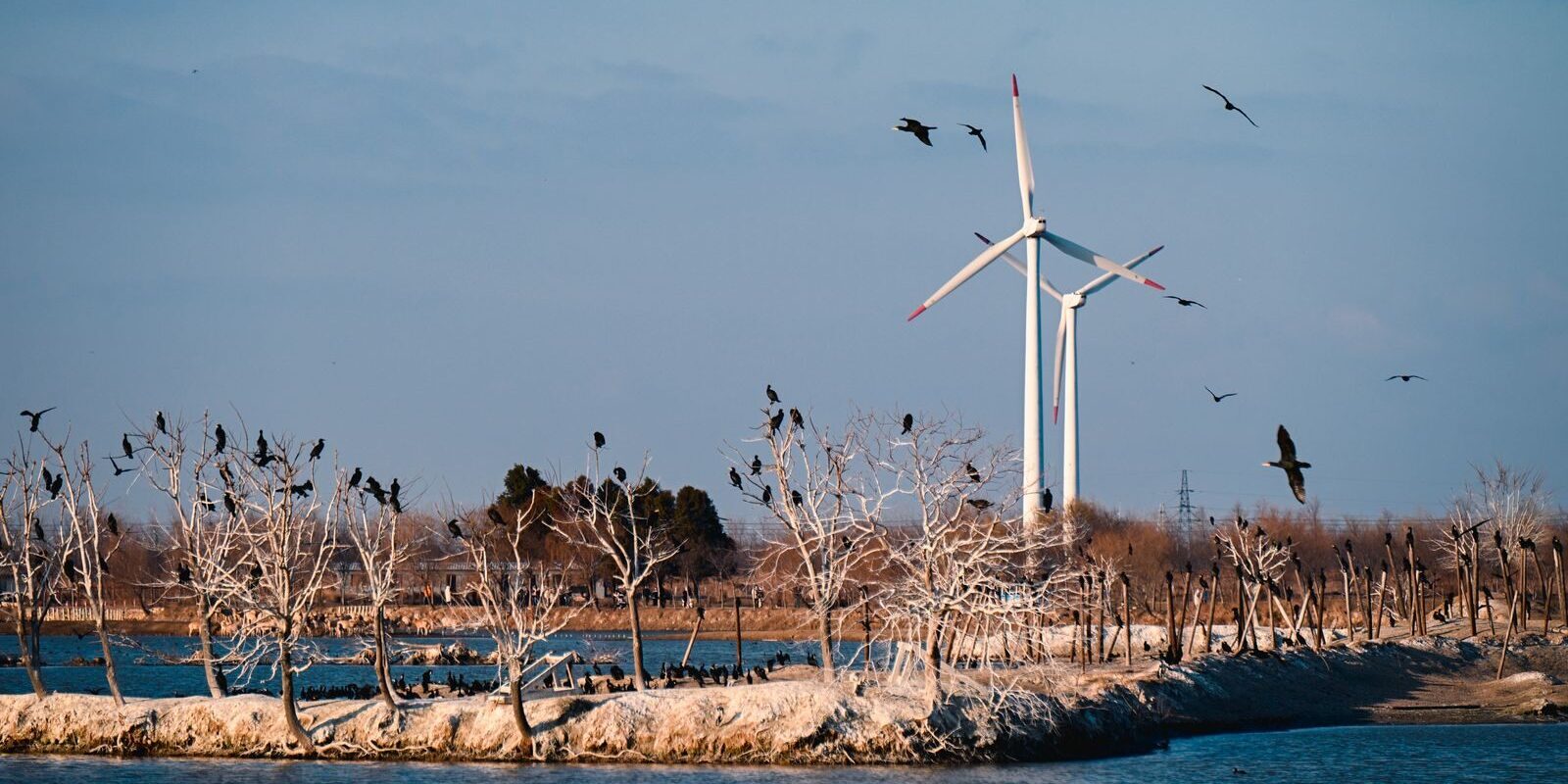 Scenic view of wind turbines with birds perched on trees and flying in a tranquil landscape.
