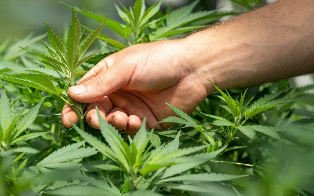 Consulta pública: Reglamento sobre Cannabis