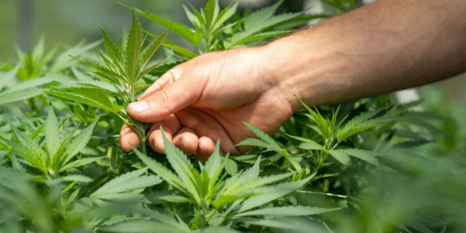 person holding green grass during daytime