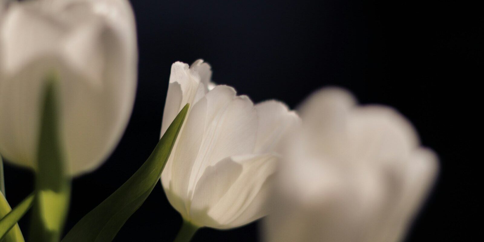 Photo by dariana a close up of a bunch of white flowers