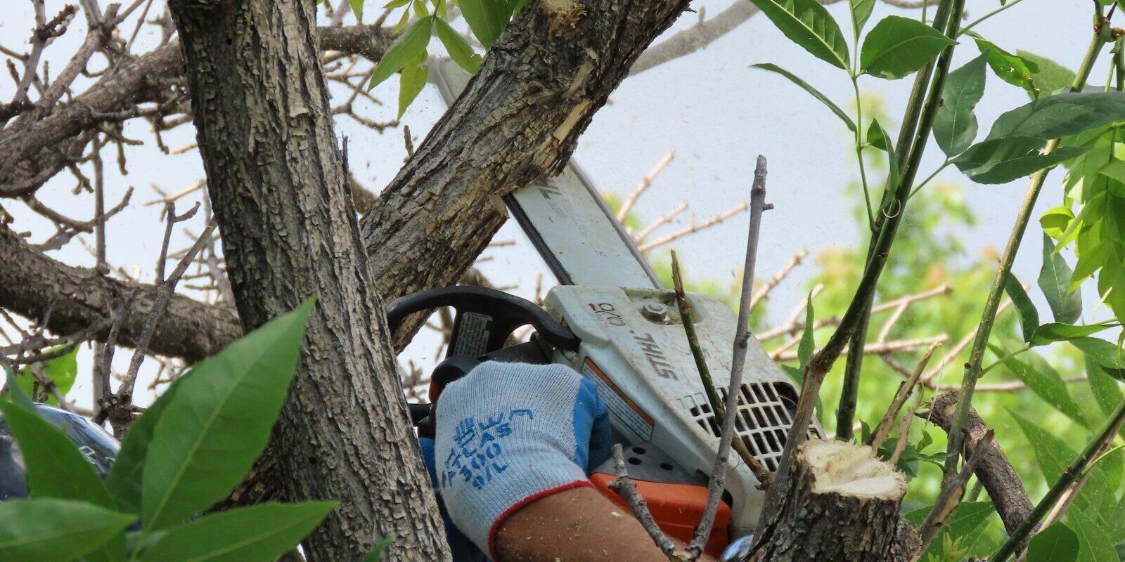 white and blue plastic basket on brown tree trunk