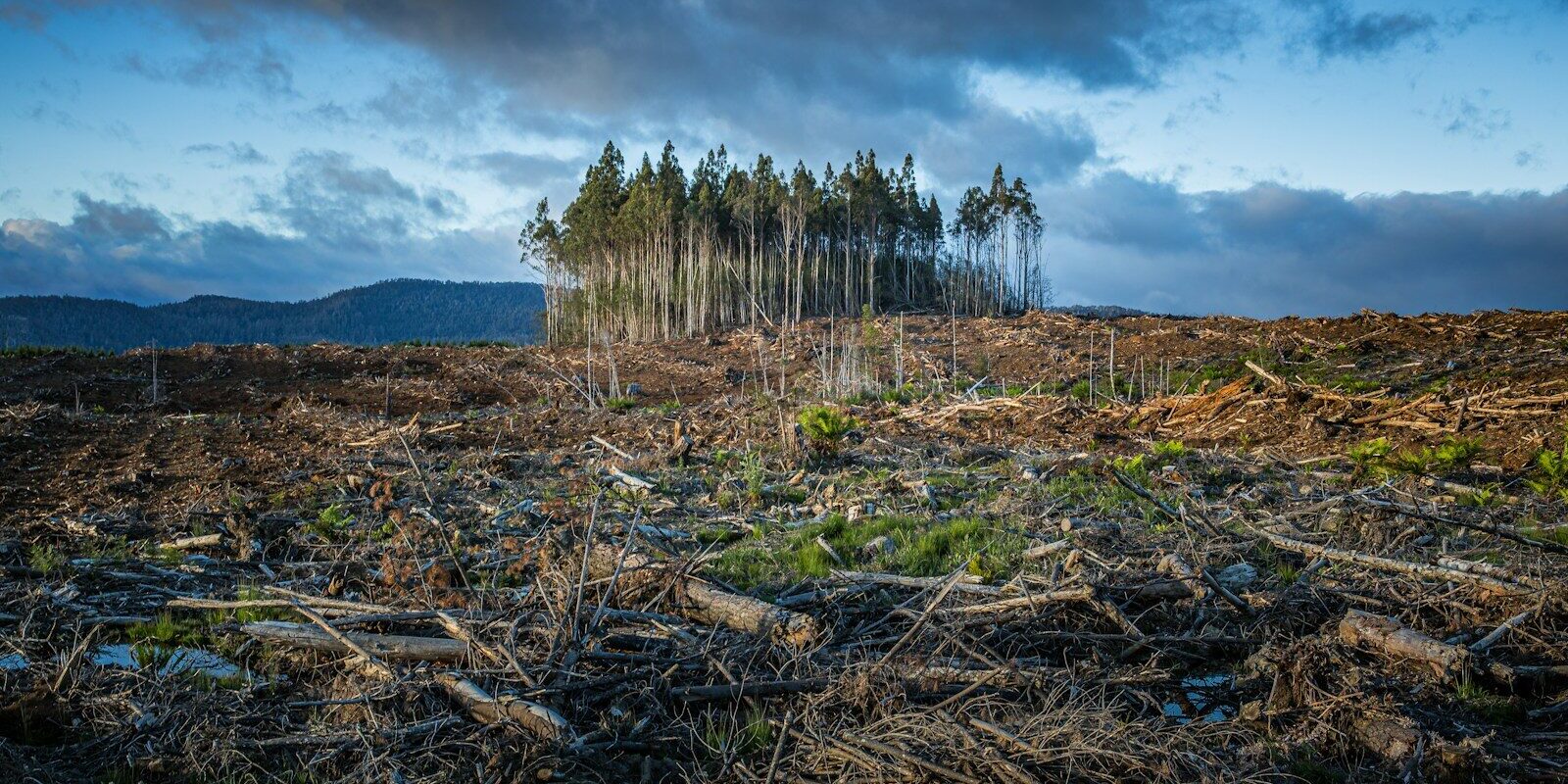 A small cluster of tall trees surrounded by a vast area of cleared forest