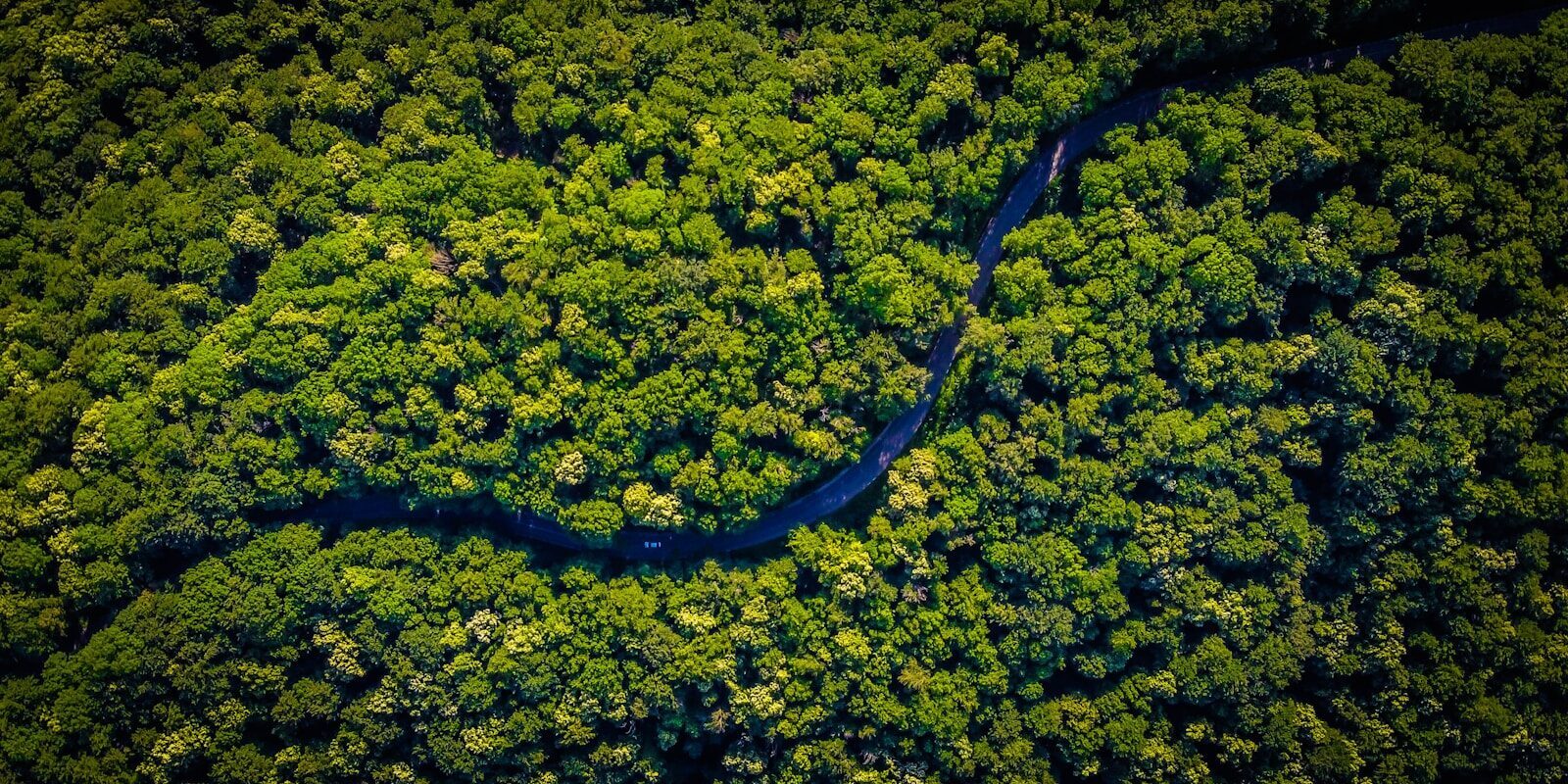 aerial view of green trees